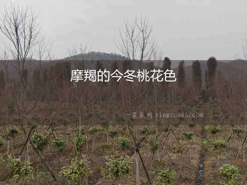 摩羯的今冬桃花色