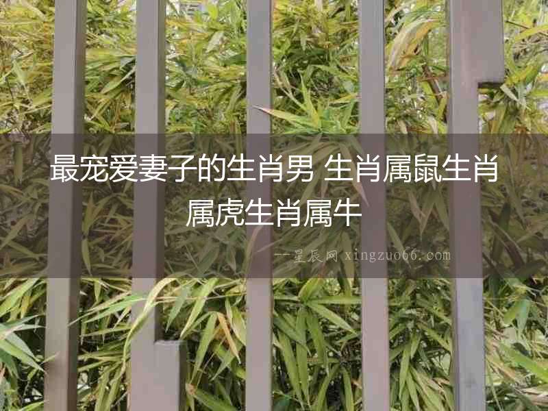 最寵愛(ài)妻子的生肖男 生肖屬鼠生肖屬虎生肖屬牛