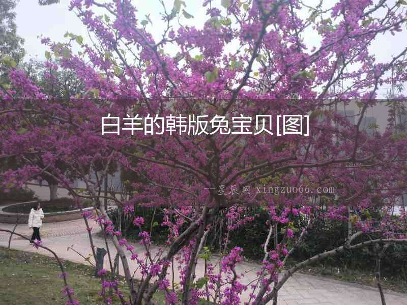 白羊的韓版兔寶貝[圖]
