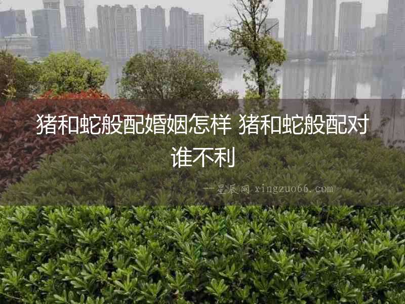 豬和蛇般配婚姻怎樣 豬和蛇般配對誰不利
