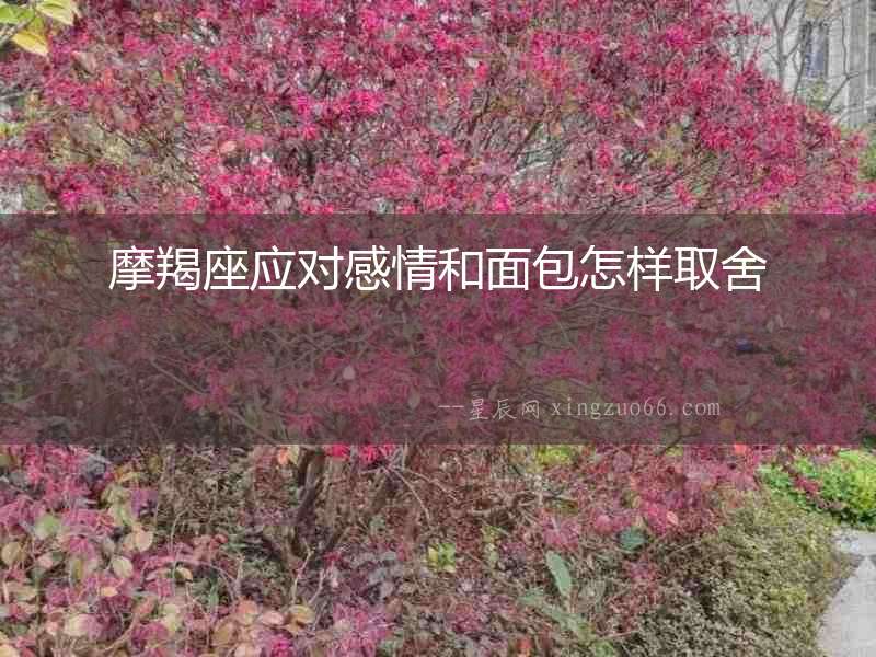 摩羯座應對感情和面包怎樣取舍