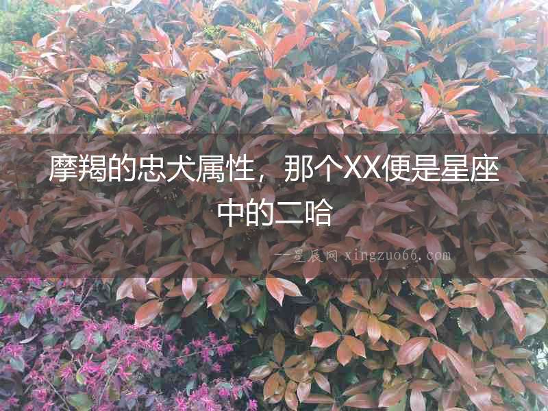 摩羯的忠犬屬性，那個XX便是星座中的二哈