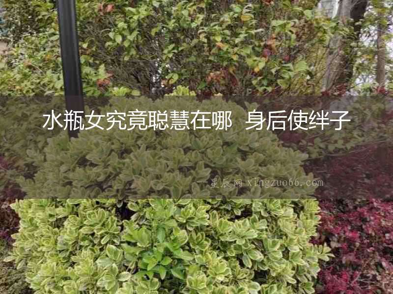 水瓶女究竟聰慧在哪  身后使絆子