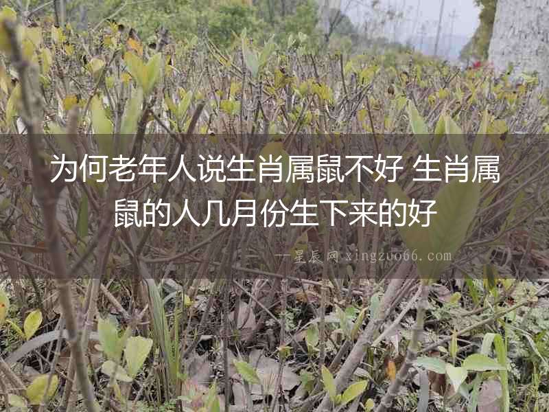 為何老年人說生肖屬鼠不好 生肖屬鼠的人幾月份生下來的好