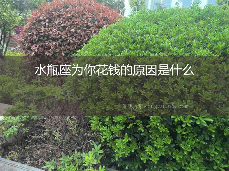 水瓶座為你花錢的原因是什么