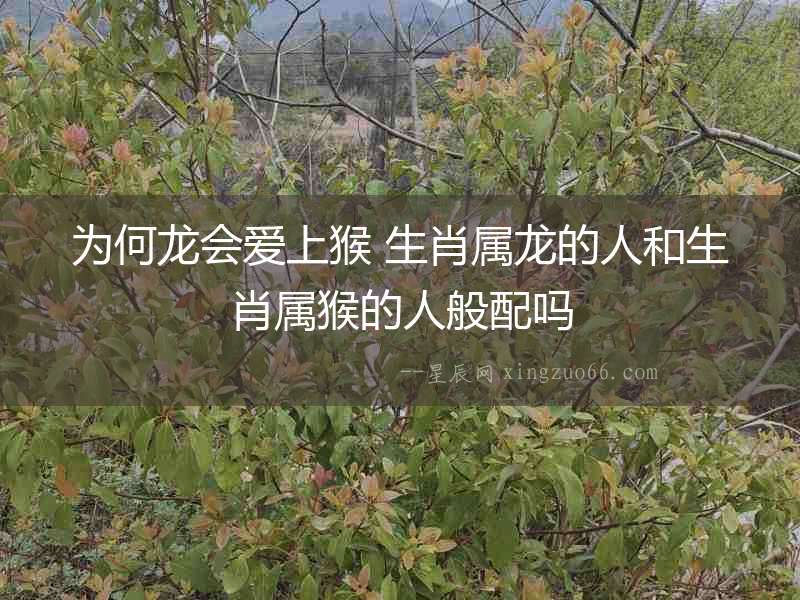 為何龍會愛上猴 生肖屬龍的人和生肖屬猴的人般配嗎