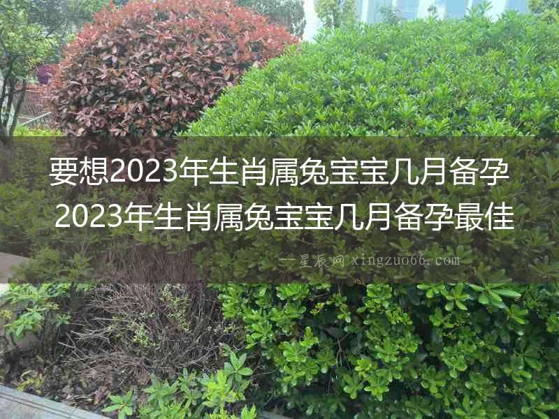 要想2023年生肖屬兔寶寶幾月備孕 2023年生肖屬兔寶寶幾月備孕最佳