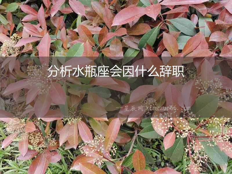分析水瓶座會因什么辭職