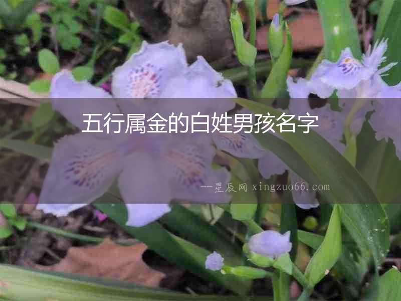五行屬金的白姓男孩名字