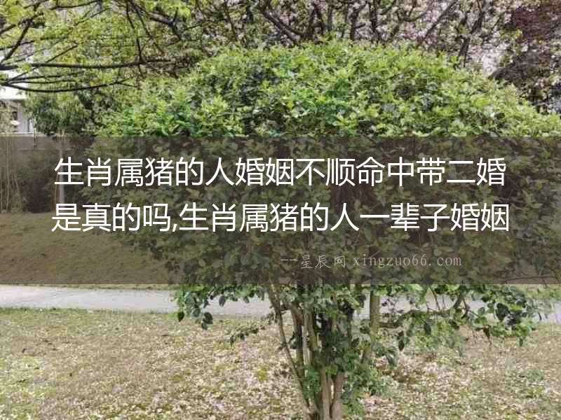 生肖屬豬的人婚姻不順命中帶二婚是真的嗎,生肖屬豬的人一輩子婚姻運(yùn)程及運(yùn)勢(shì)