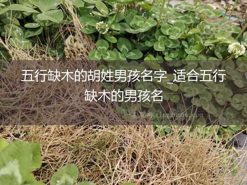 五行缺木的胡姓男孩名字_適合五行缺木的男孩名