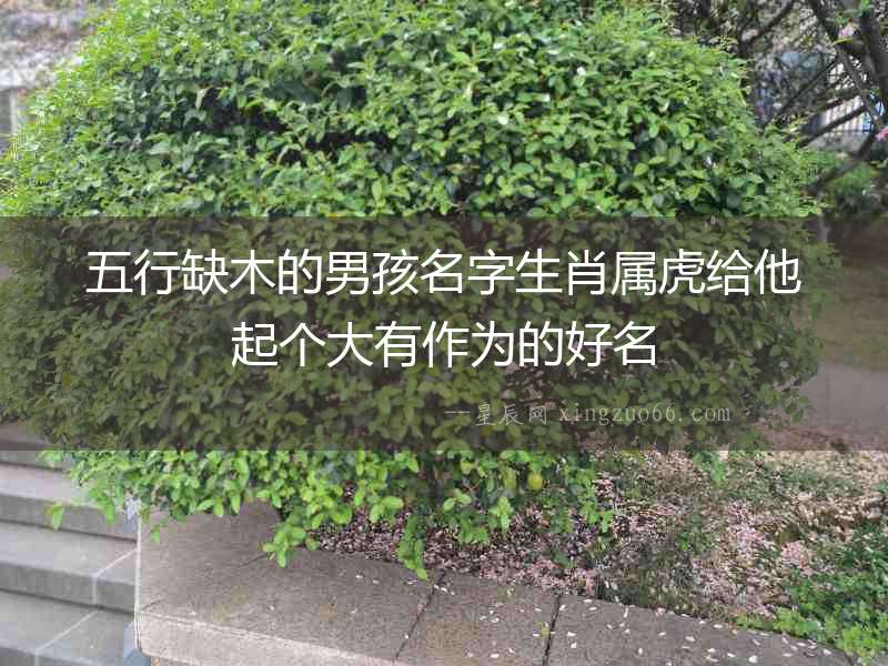 五行缺木的男孩名字生肖屬虎給他起個大有作為的好名