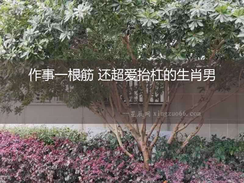 作事一根筋 還超愛抬杠的生肖男