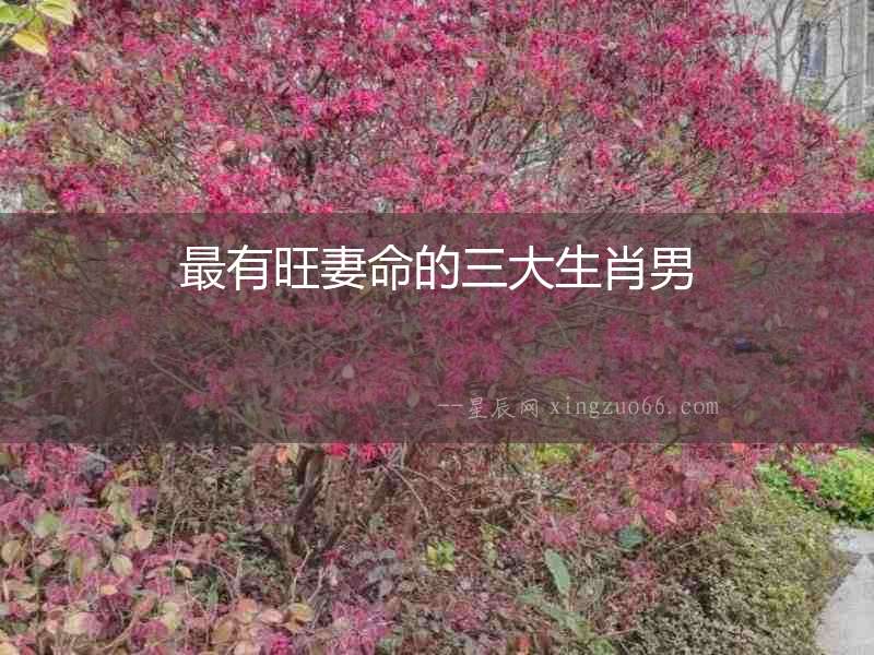 最有旺妻命的三大生肖男