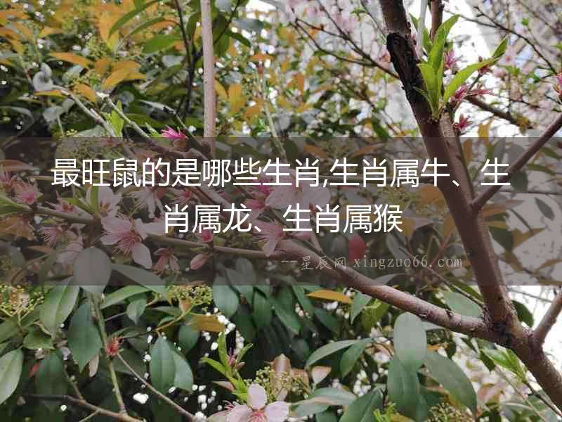 最旺鼠的是哪些生肖,生肖屬牛、生肖屬龍、生肖屬猴