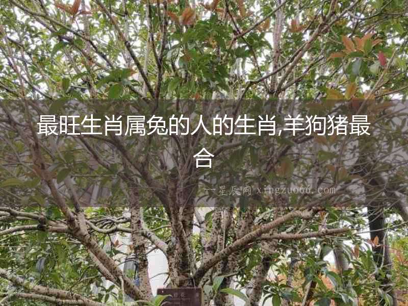 最旺生肖屬兔的人的生肖,羊狗豬最合