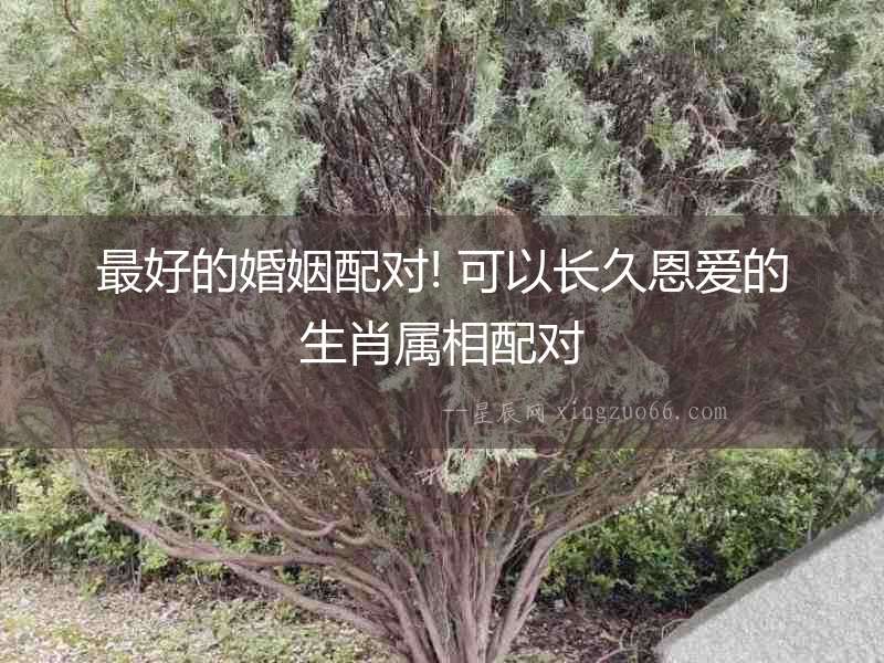 最好的婚姻配對! 可以長久恩愛的生肖屬相配對