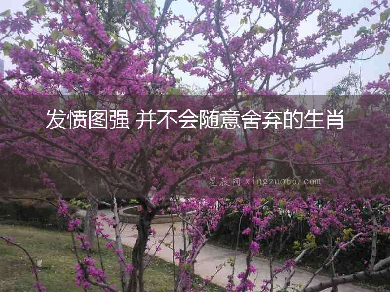 發憤圖強 并不會隨意舍棄的生肖