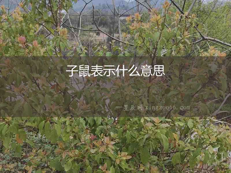 子鼠表示什么意思