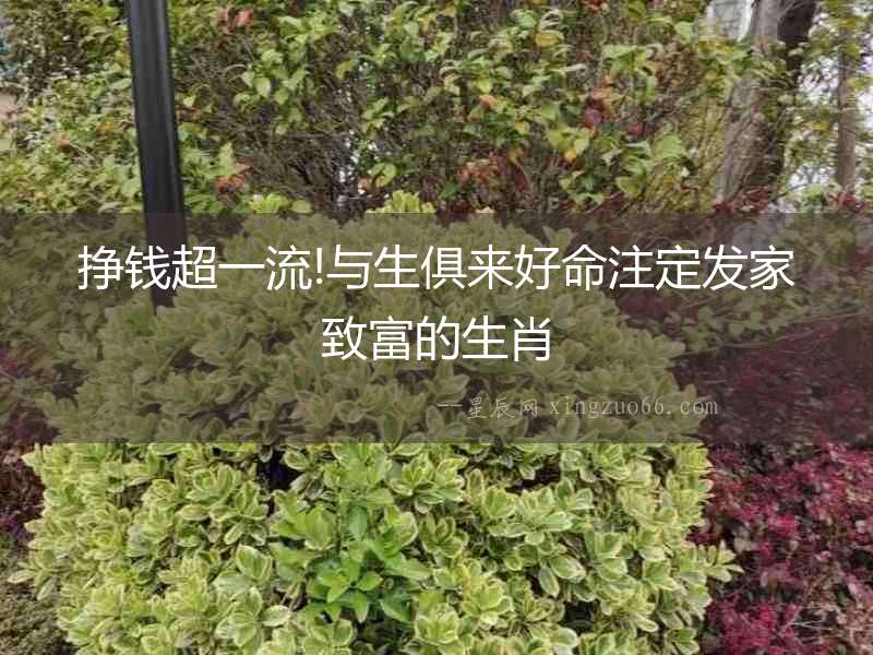 掙錢超一流!與生俱來好命注定發家致富的生肖