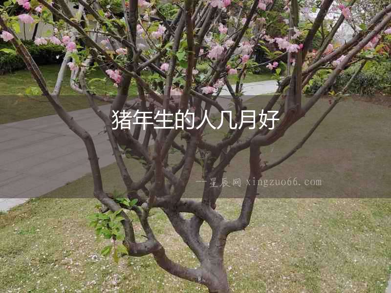 豬年生的人幾月好