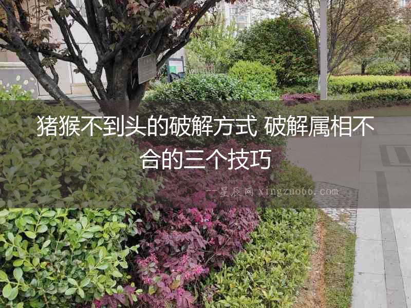 豬猴不到頭的破解方式 破解屬相不合的三個技巧