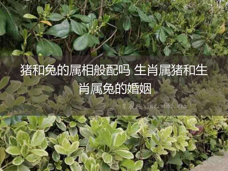豬和兔的屬相般配嗎 生肖屬豬和生肖屬兔的婚姻