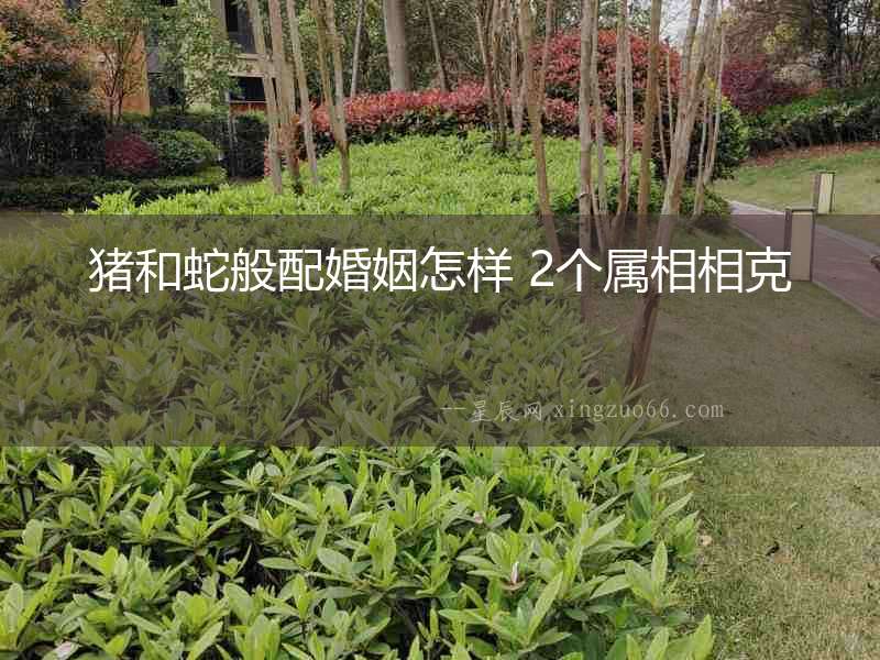 豬和蛇般配婚姻怎樣 2個屬相相克