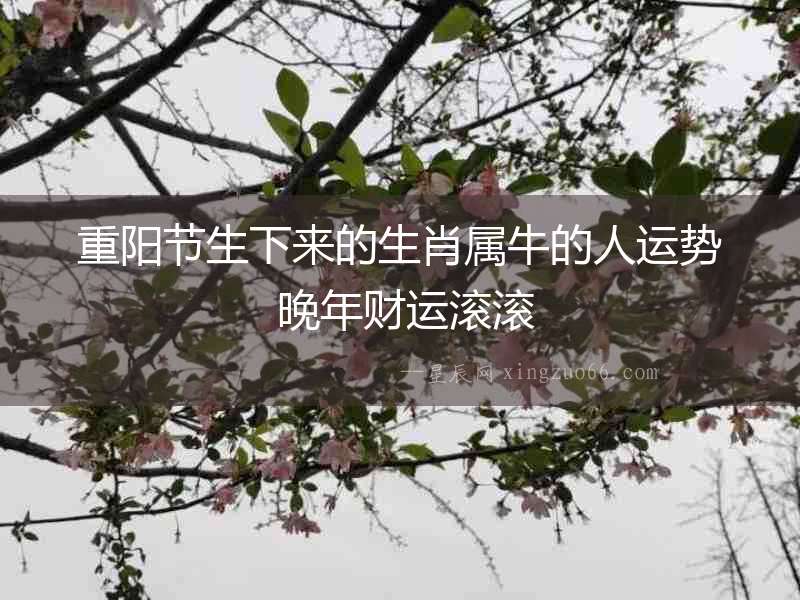 重陽節(jié)生下來的生肖屬牛的人運勢 晚年財運滾滾
