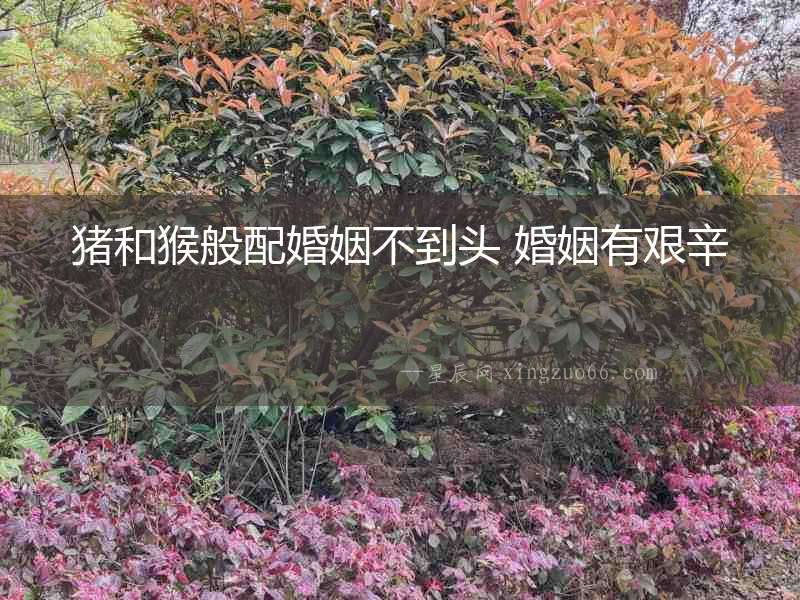 豬和猴般配婚姻不到頭 婚姻有艱辛