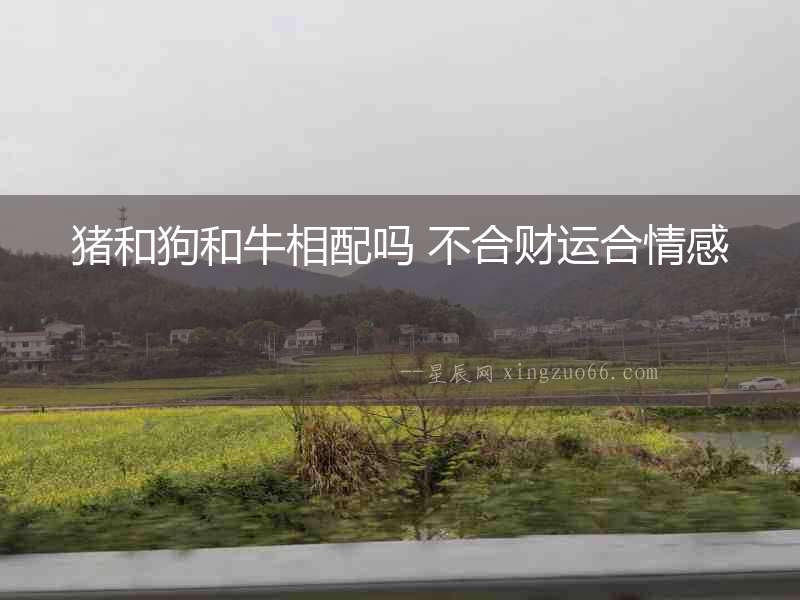 豬和狗和牛相配嗎 不合財運合情感
