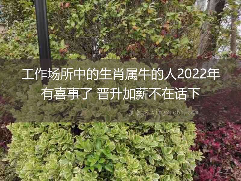 工作場所中的生肖屬牛的人2022年有喜事了 晉升加薪不在話下