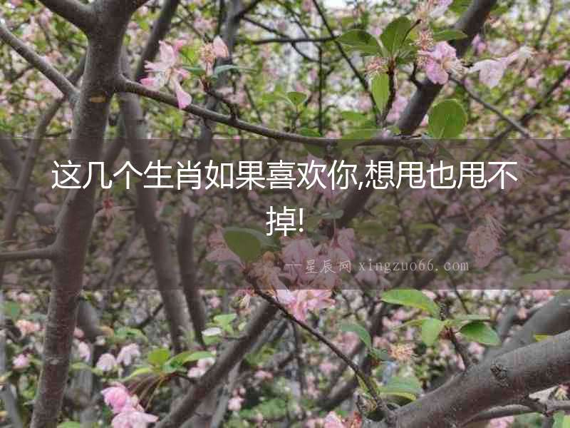 這幾個(gè)生肖如果喜歡你,想甩也甩不掉!