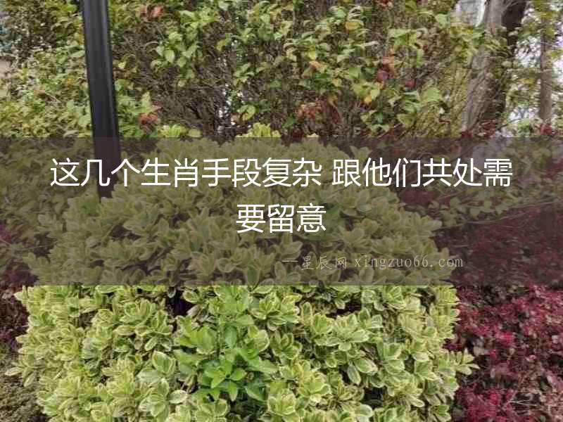 這幾個生肖手段復雜 跟他們共處需要留意