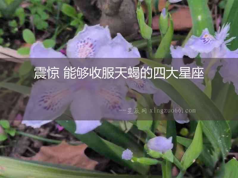 震驚 能夠收服天蝎的四大星座