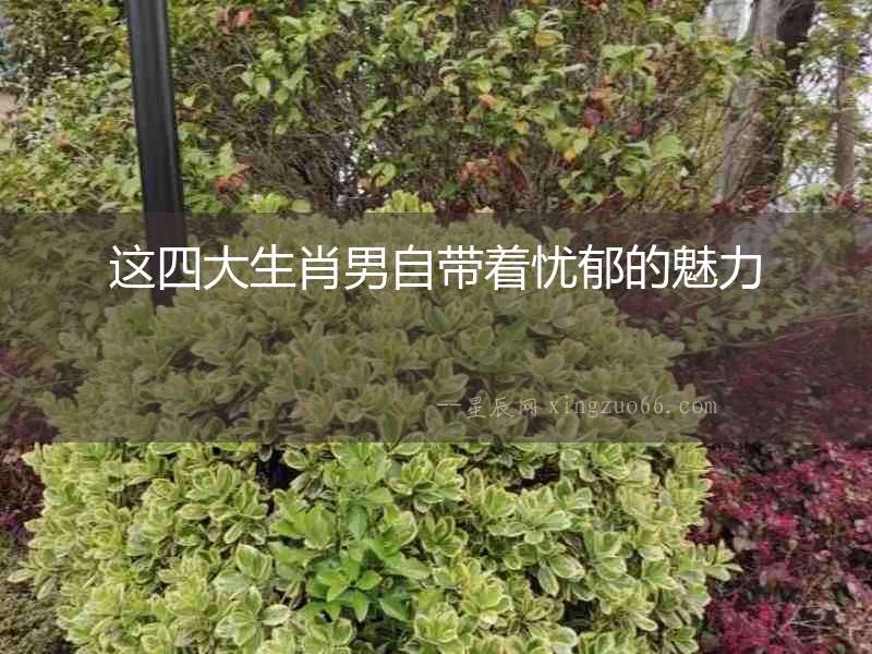 這四大生肖男自帶著憂郁的魅力