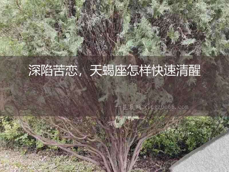 深陷苦戀，天蝎座怎樣快速清醒