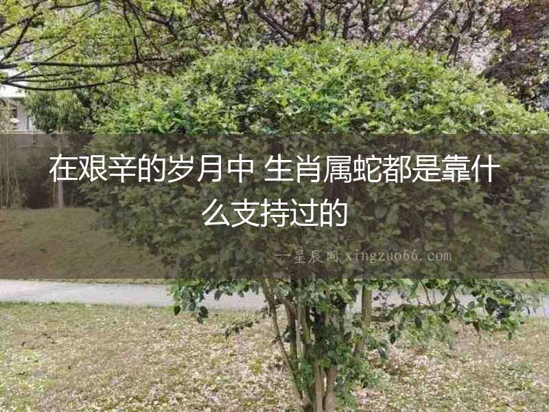 在艱辛的歲月中 生肖屬蛇都是靠什么支持過的