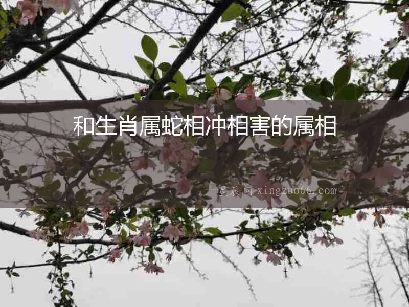 和生肖屬蛇相沖相害的屬相