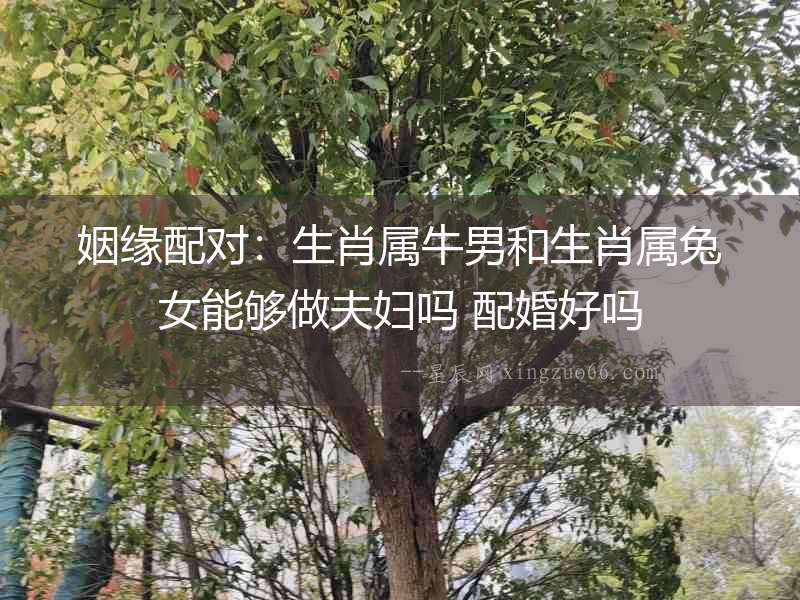 姻緣配對：生肖屬牛男和生肖屬兔女能夠做夫婦嗎 配婚好嗎