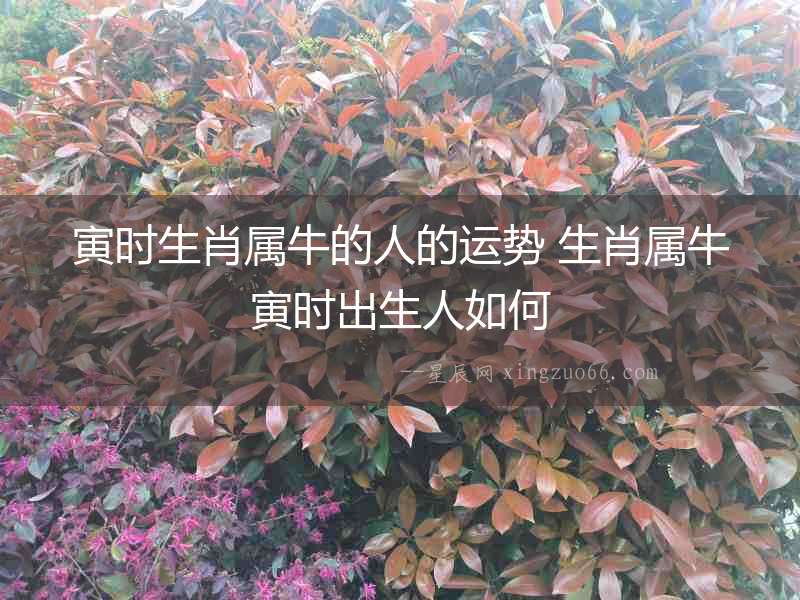 寅時生肖屬牛的人的運勢 生肖屬牛寅時出生人如何