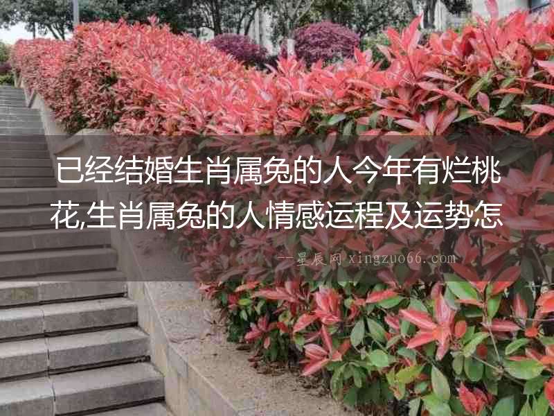 已經(jīng)結(jié)婚生肖屬兔的人今年有爛桃花,生肖屬兔的人情感運(yùn)程及運(yùn)勢(shì)怎樣