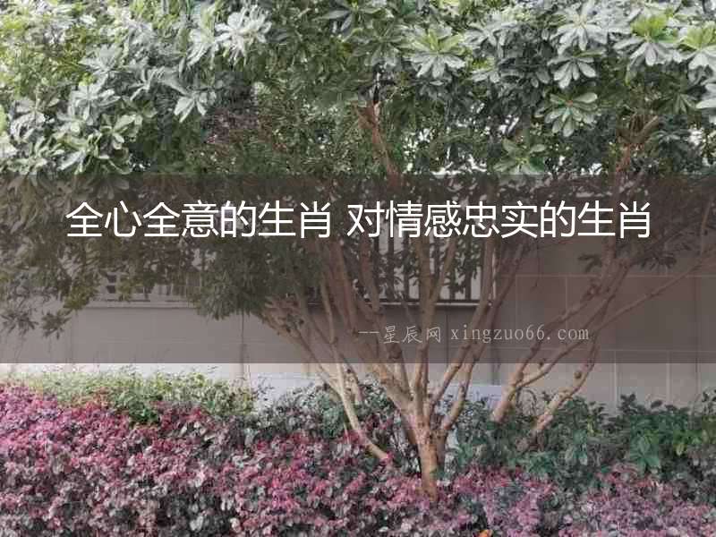 全心全意的生肖 對情感忠實的生肖