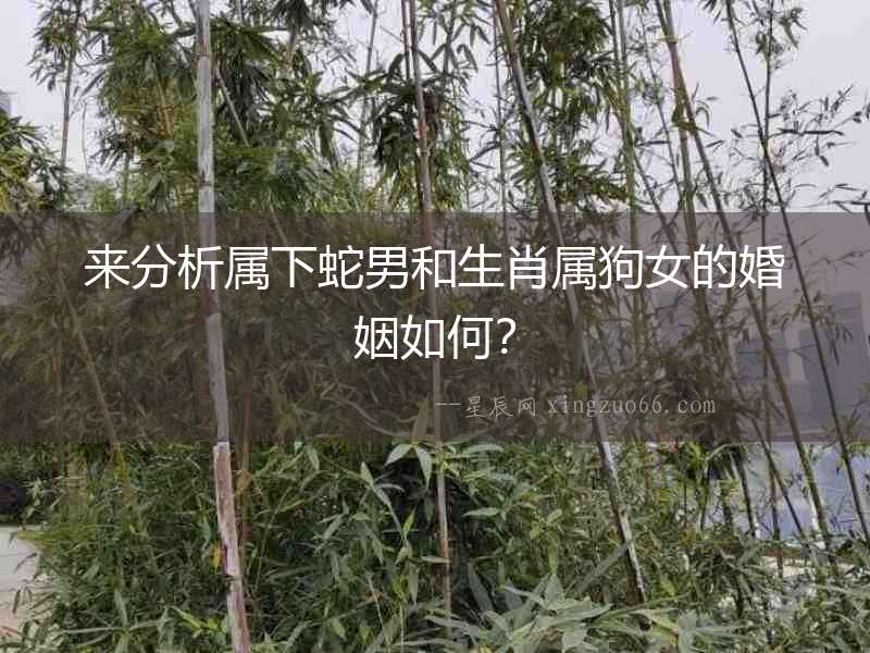 來分析屬下蛇男和生肖屬狗女的婚姻如何？