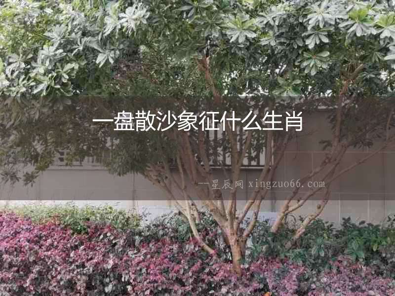 一盤散沙象征什么生肖