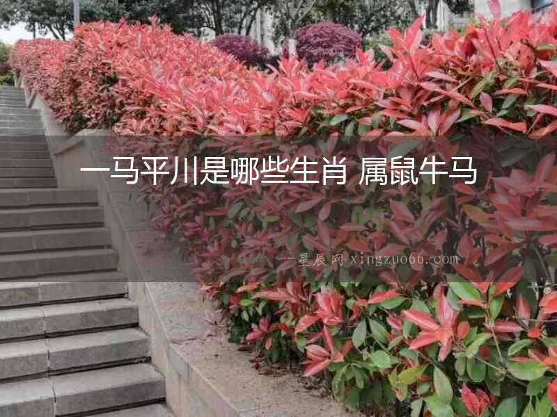 一馬平川是哪些生肖 屬鼠牛馬