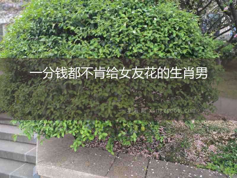一分錢都不肯給女友花的生肖男