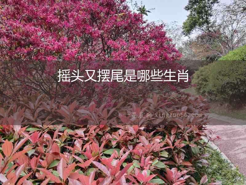 搖頭又擺尾是哪些生肖