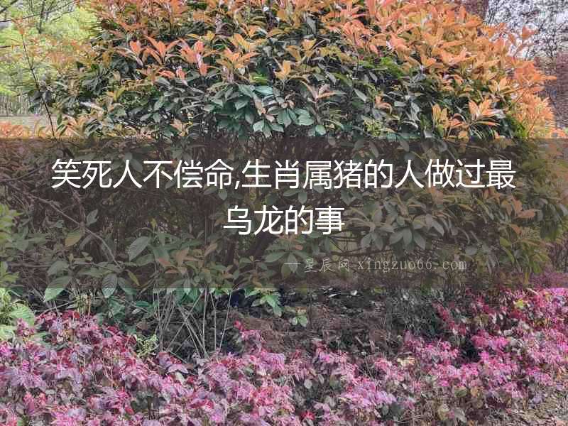 笑死人不償命,生肖屬豬的人做過最烏龍的事