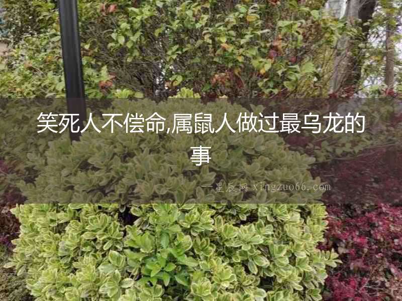 笑死人不償命,屬鼠人做過最烏龍的事